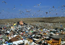 European - mnostv odpad z obal kles